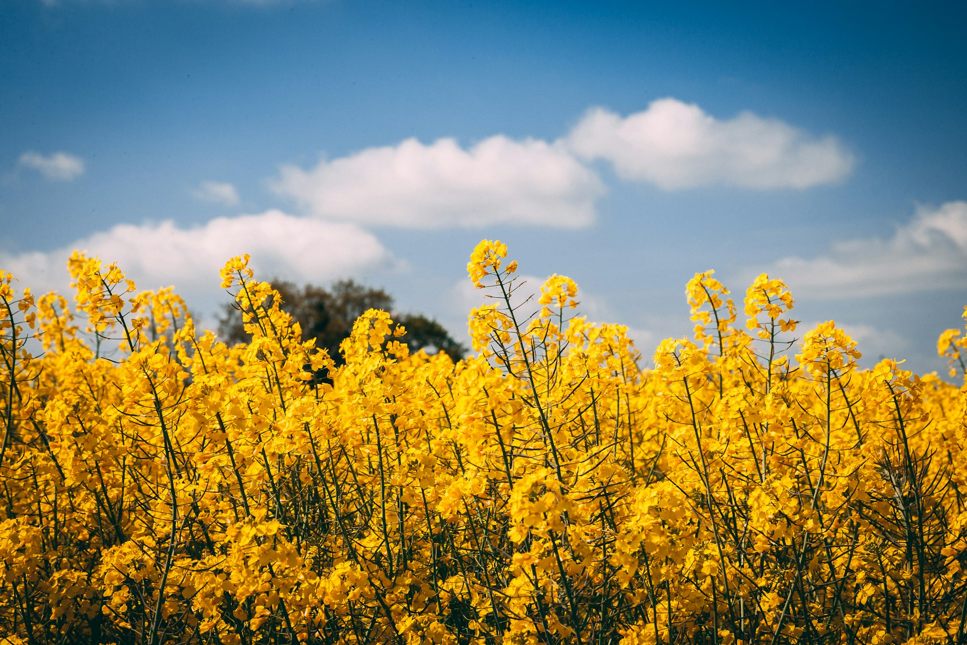 a field of yellow flowers